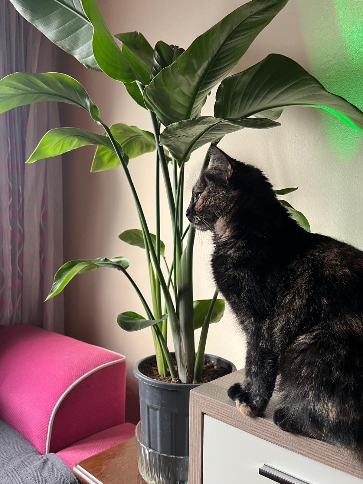 Miyu kedi fotoğrafı 3